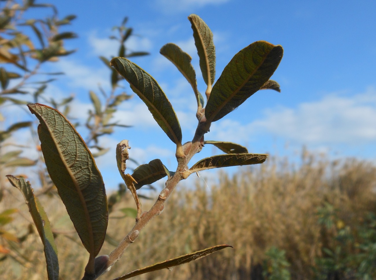 Salix atrocinerea / Salice di Gallura